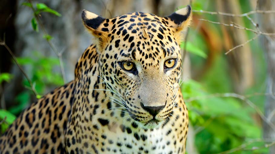 Leopard Kills 5-Year-Old Boy in Uttarakhand