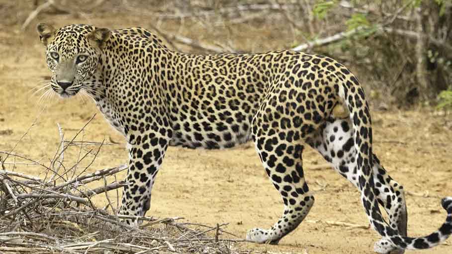 Leopard Attacks 3 Children in Jammu and Kashmir