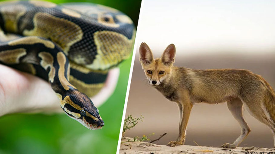 Indian Man Arrested at Thai Airport with White Desert Fox, Pythons