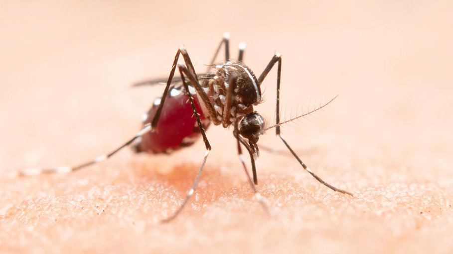 Delhi Has Reported over 153 Dengue Cases this Year