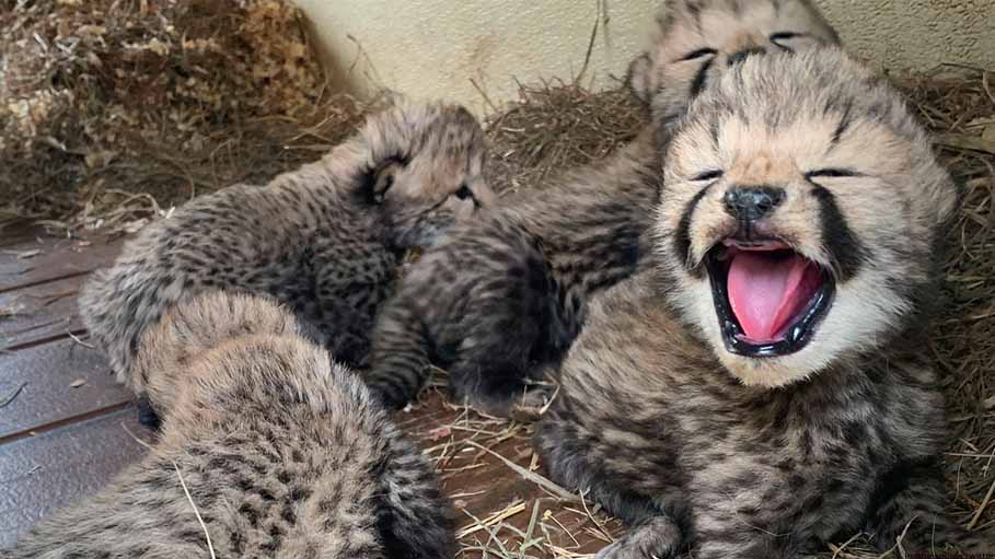 India Welcomes Four Cheetah Cubs in Kuno National Park in MP