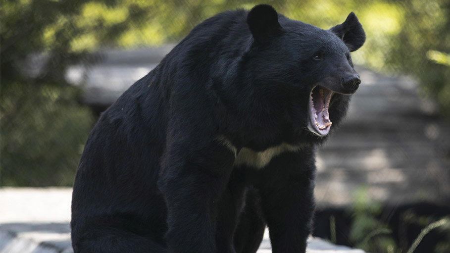 Wild Bear, Cub Spotted in Srinagar, Residents Told to Stay Indoors