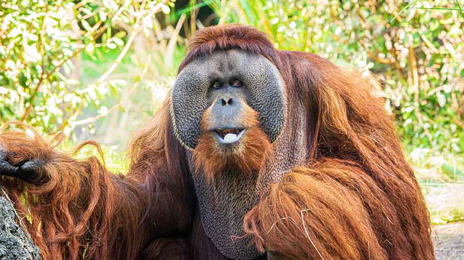 Oldest Male Orangutan in North America, Dies at 45