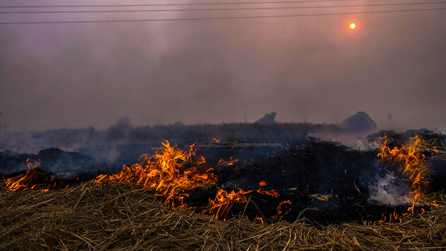 Nearly 40,000 Stubble Burning Incidents Reported in Punjab in 2020