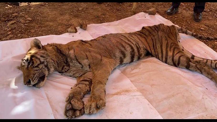 Officials: A 16-Year-Old Tigress Has Been Found Dead in Rajasthan's Sariska Tiger Reserve