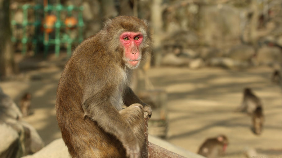 4-Month-Old Baby Dies after Monkey Throws Him off Building in UP