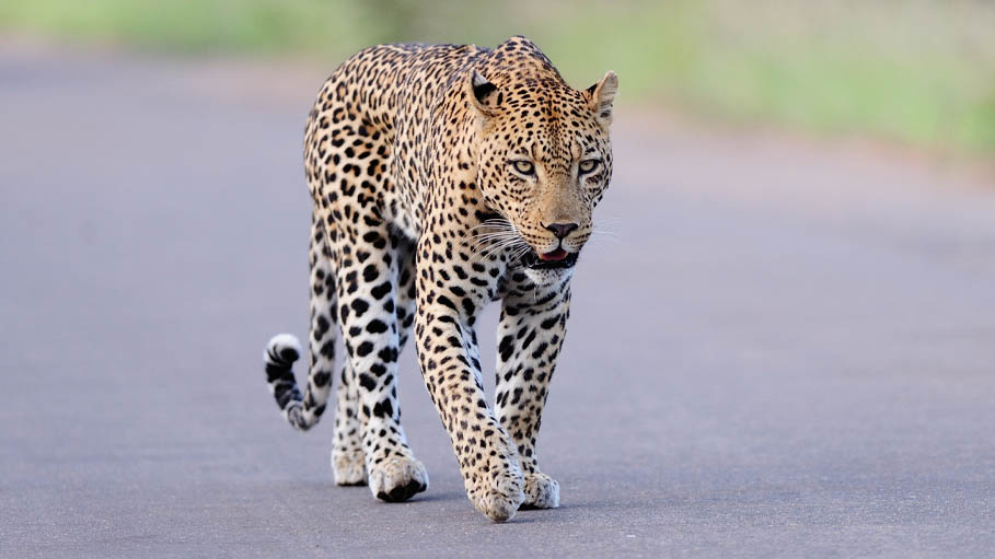Leopard 'Spotted' in Gurgaon, Search Operation on