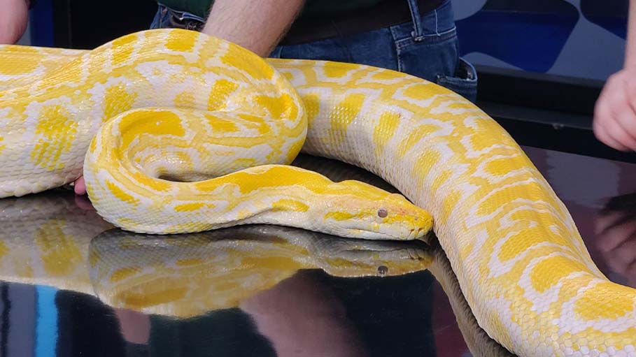 Police in The UK Capture 12-Foot Python Roaming The Streets