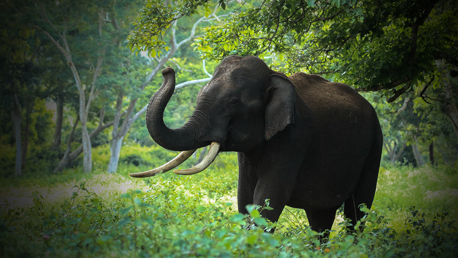 Elephant Crushes Mahout, Attacks Bus in Kerala's Kottayam