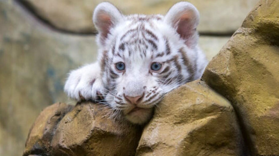 Rare White Tiger Cub Found Abandoned on Greek Street