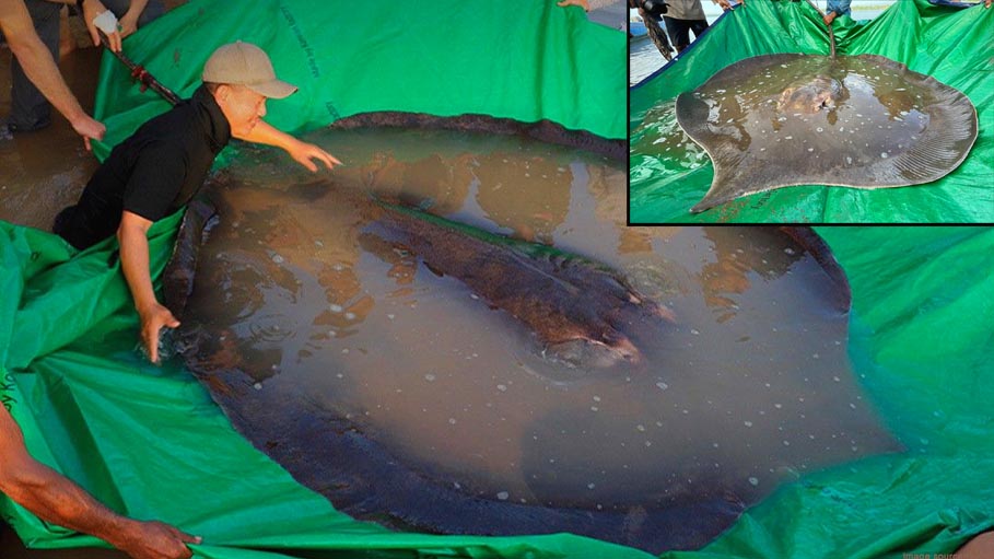 Biggest Freshwater Fish Discovered in Cambodia in Mekong River According to Scientists