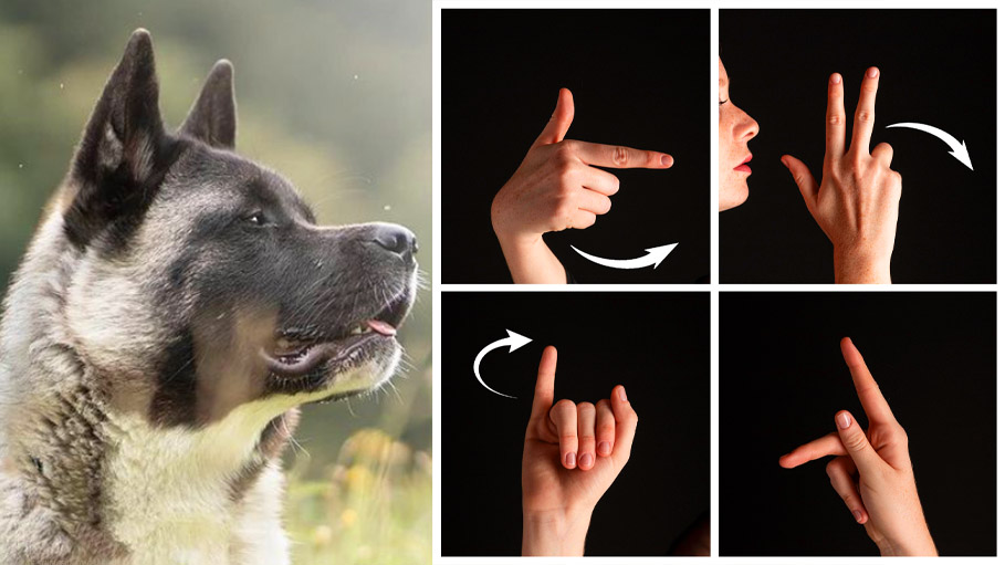Watch: Deaf Dog Understands Sign Language Made up by Humans