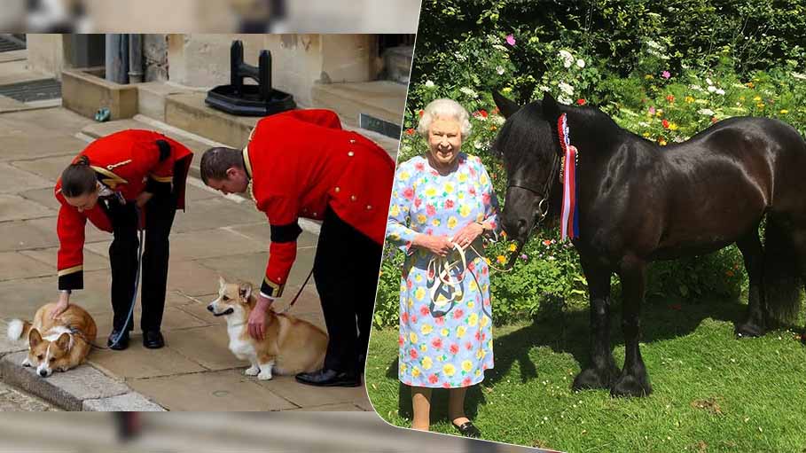 Loyal to The Last, Queen Elizabeth's Corgis and Pony Watch Her Pass