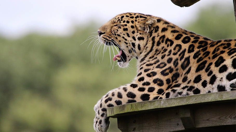 Leopard Attacks 15 People in Assam’s Jorhat ; Injured are Said to be Stable