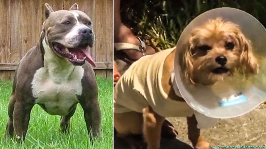 Residents in a Hollywood Neighbourhood Are Living in Fear Due to These Pit Bulls
