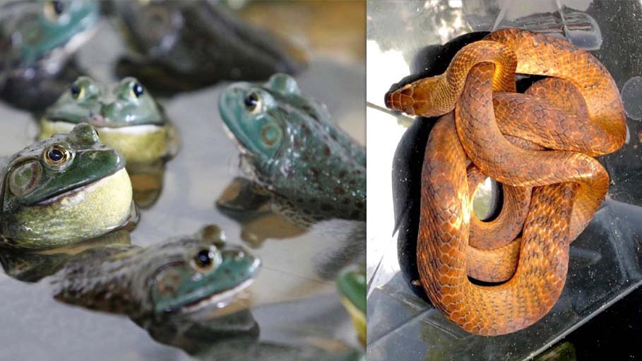 2 Invasive Frog and Snake Species Cost World Economy $16 Billion