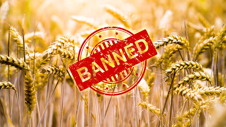 On India's Wheat Exports Ban, Egypt Govt Says, "We Are Talking With..."