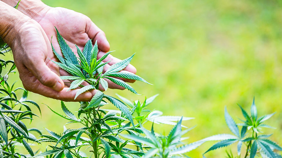Delhi High Court Seeks Centre's Stand on Use of Cannabis