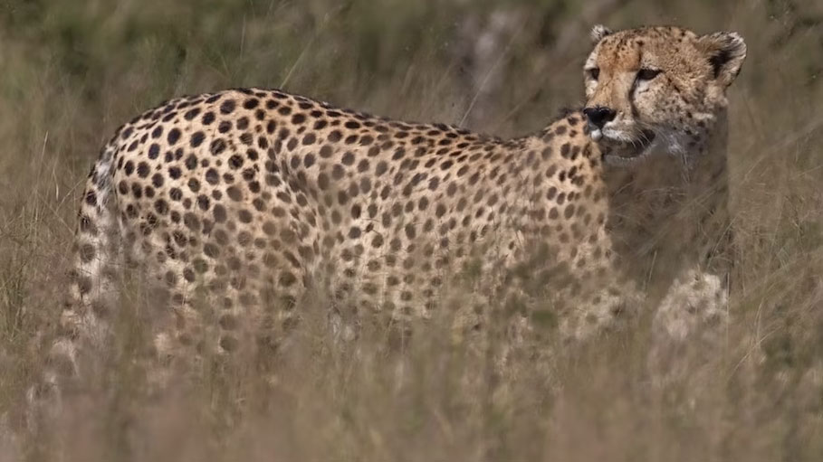 2 More Cheetahs Moved into Acclimatisation Zone: Madhya Pradesh Park