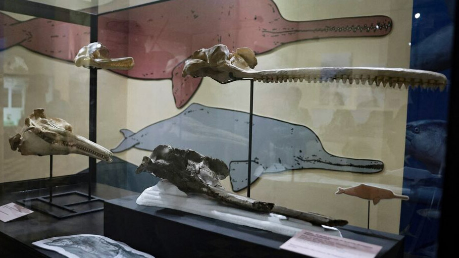 Peru Unearths Fossil of 16-Million-Year-Old River Dolphin