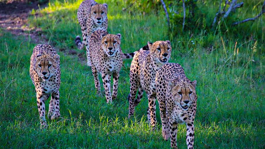 India to Get More Than a Dozen Cheetahs from South Africa
