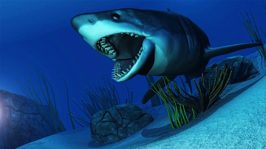 Shark Attack Kills 2 Women in Egypt's Red Sea