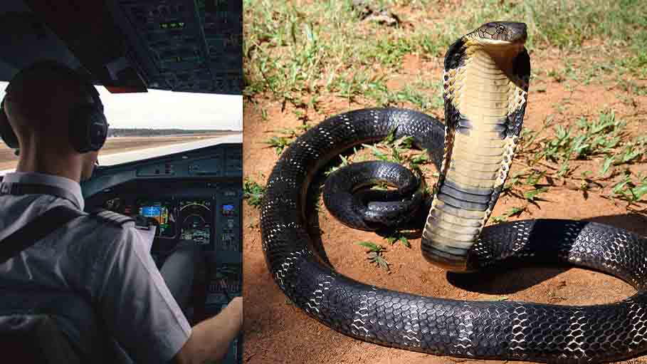 Pilot Lauded for Safe Emergency Landing after He Finds Cobra in Cockpit