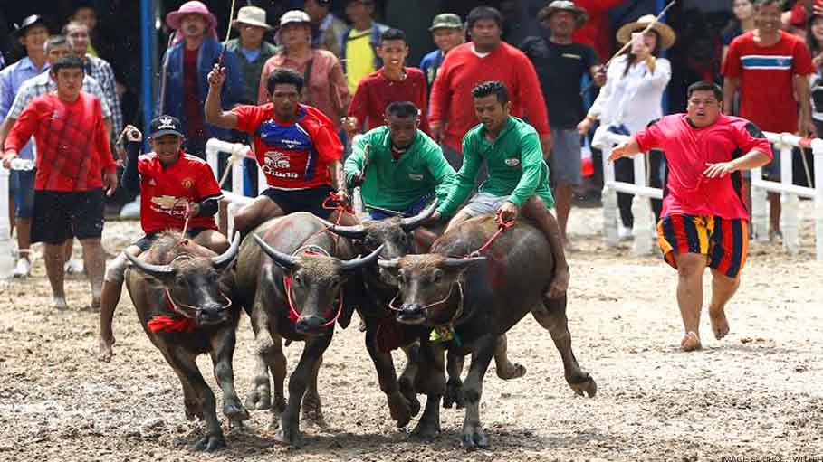 Mud, Sweat and Cheers: Traditional Thai Buffalo Race Enthralls Crowds