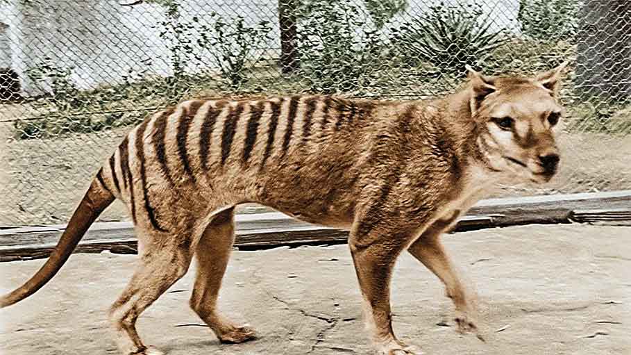 Scientists are Working to Bring Back The Tasmanian Tiger That’s Extinct Since 1936