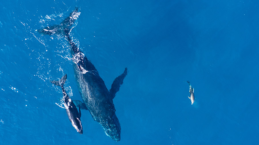 Dozens of Pilot Whales Strand at Notorious New Zealand Bay