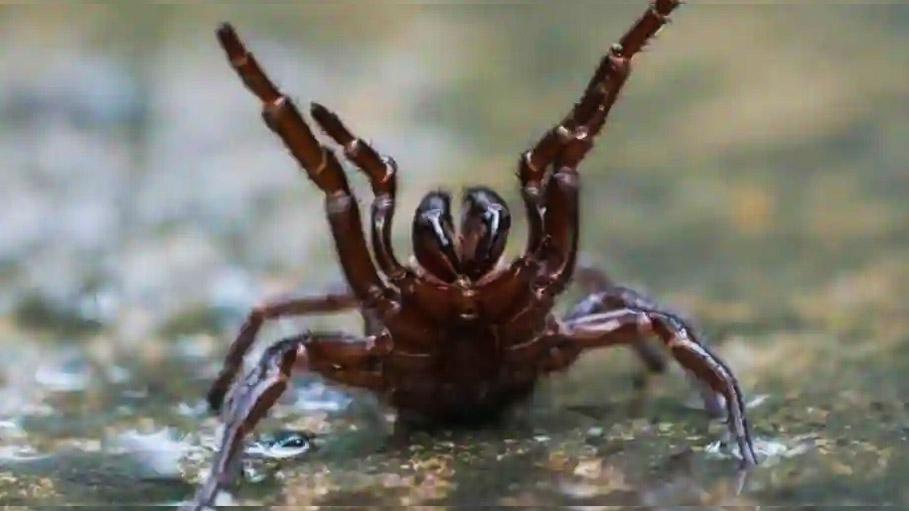 Australians Warned of Most Deadly Spider "Boom" after Floods