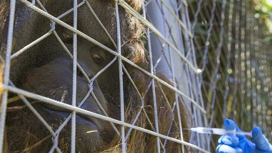 Chilean Zoo Jabs Bengal Tiger, Orangutan against COVID