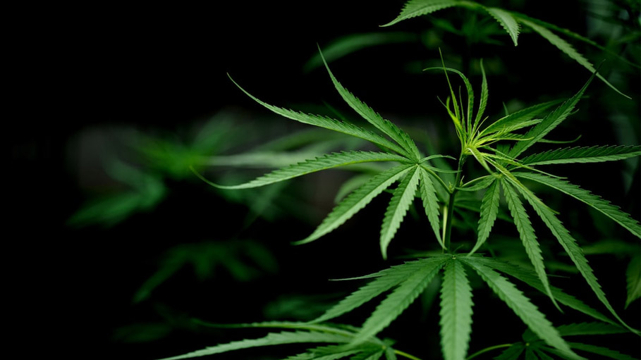 "No One Should Be in Jail for Possessing Marijuana": Joe Biden