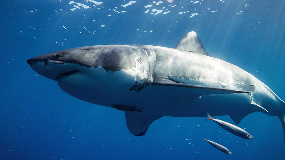 29 Year Old Australian Surfer Survives Great White Shark Attack