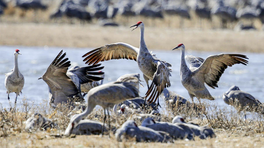 Bird Flu Outbreak Kills 2,000 Wild Cranes: Israel