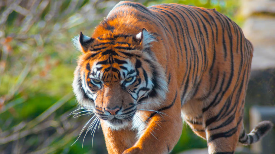 Man Discovered Dead in Big Cat Enclosure in Pakistan Zoo