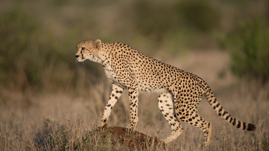 Task Force Meet to Discuss Shifting Cheetahs to Their Acclimatization Enclosure: MP