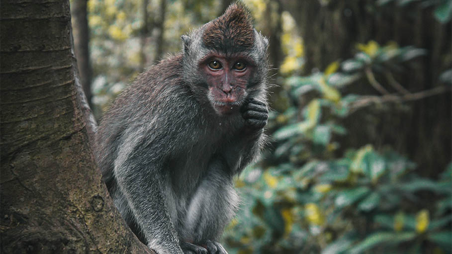 50 Injured in Monkey Gang's Attacks in Japan, One Put Down