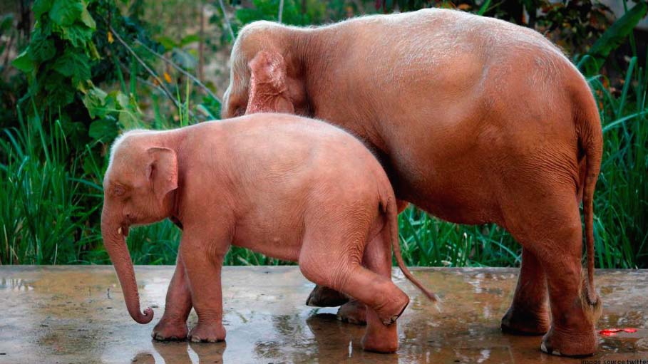 Rare White Elephant Born in Myanmar