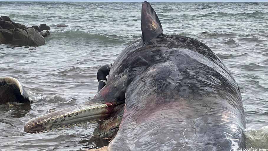 Australia: 14 Whales Dead after Mass Stranding