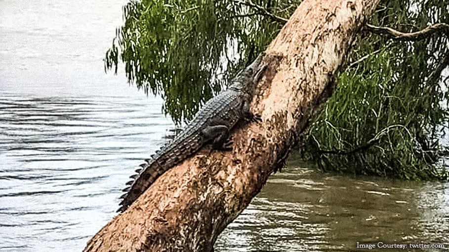 Crocodiles on the Streets as Australia Fights Flood