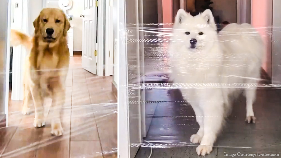 Here’s Why the Invisible Challenge Will Leave You Amused