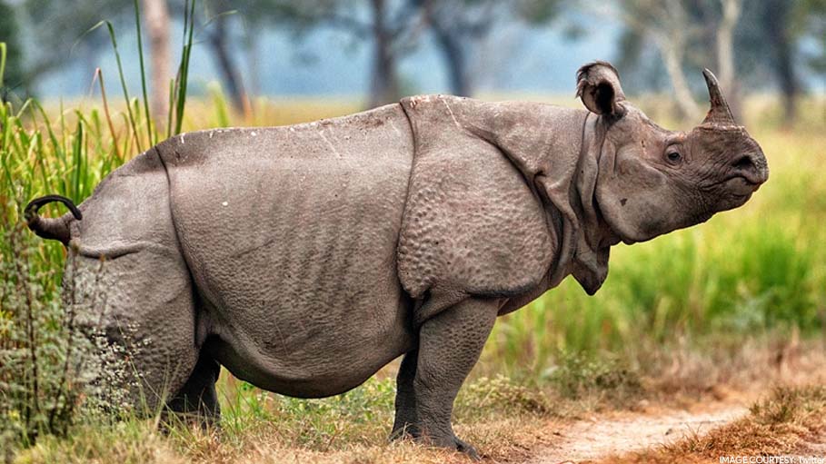 2 Rare Javan Rhino Calves Spotted in Indonesian National Park