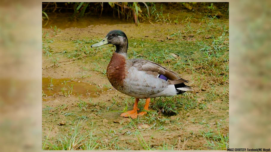 World’s Loneliest Duck ‘Trevor’ Dies