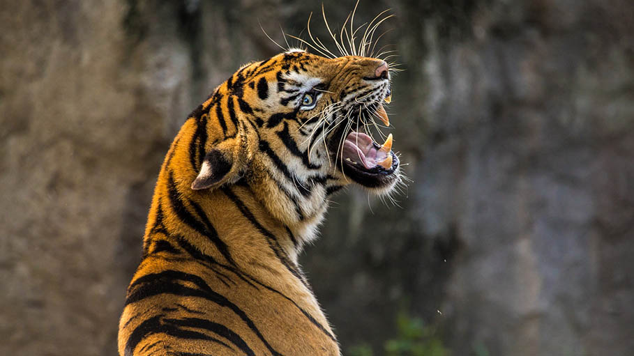 Man-Eater Tiger Captured in Chandrapur, Maharashtra