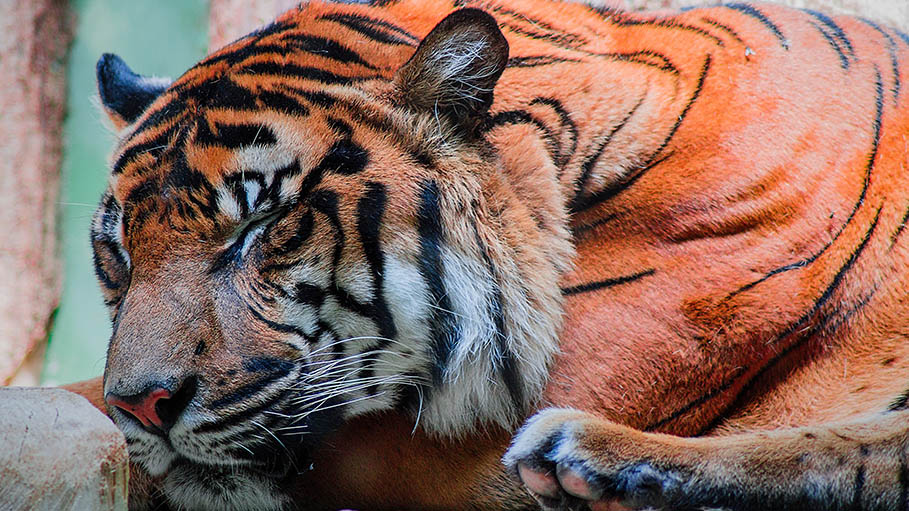 Royal Bengal Tiger Dead in Goa Wildlife Sanctuary