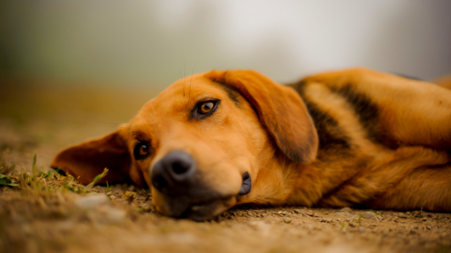 Do You Know Yelling at Dogs Can Affect Their Long Term Health?