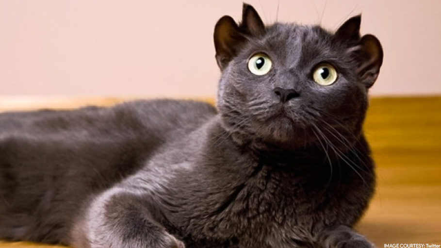 Kitten with Four Ears Gains Popularity on Instagram