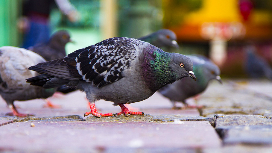 Human Hair Causes Pigeons often Lose Their Toes