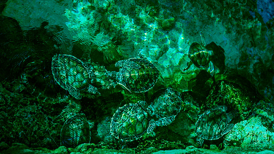 300 Rare Green Sea Turtles Killed Due to Climate Change